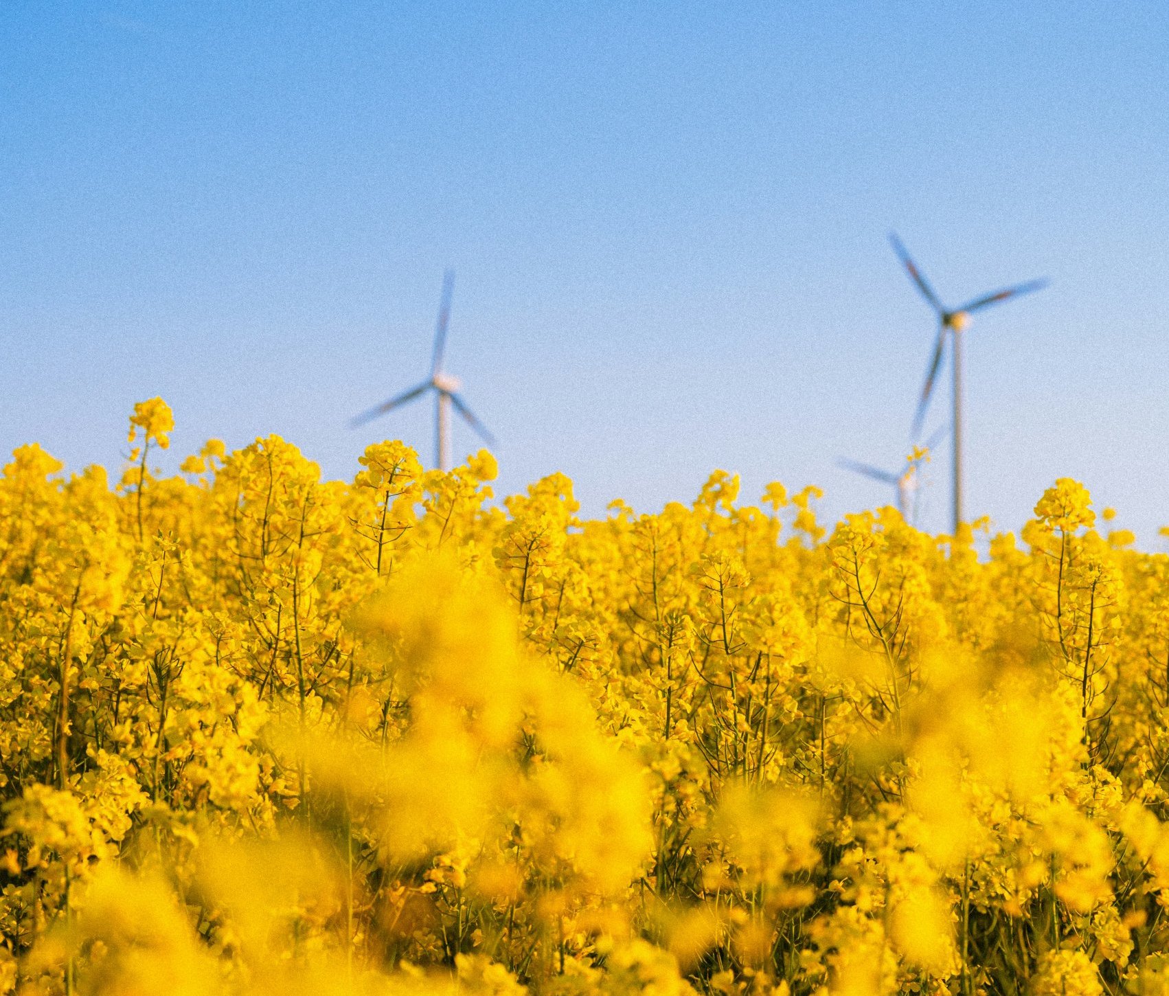 spring in a energy farm showing growth in the energy sector