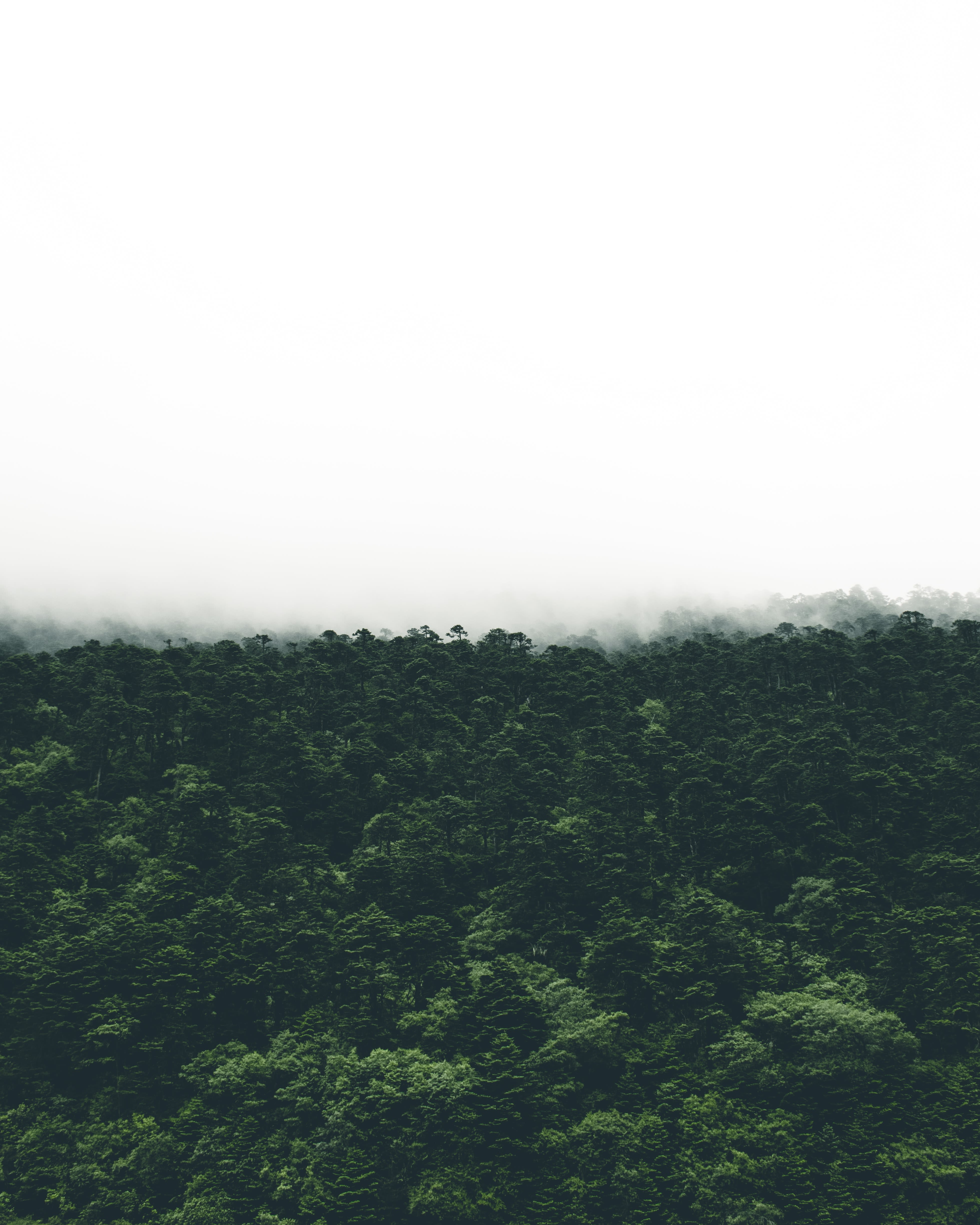 photo of green trees during foggy day
